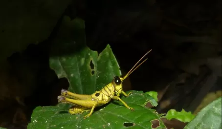 Grasshopper in the Amazon spotted during a guided night hike