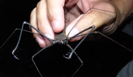 Big insect in the Amazon