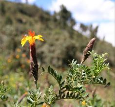 Gallavanting around Peru