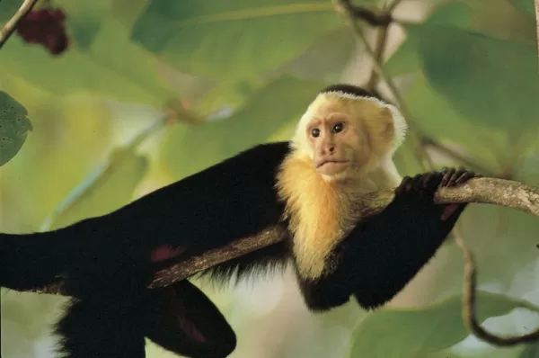 A monkey relaxes in a tree