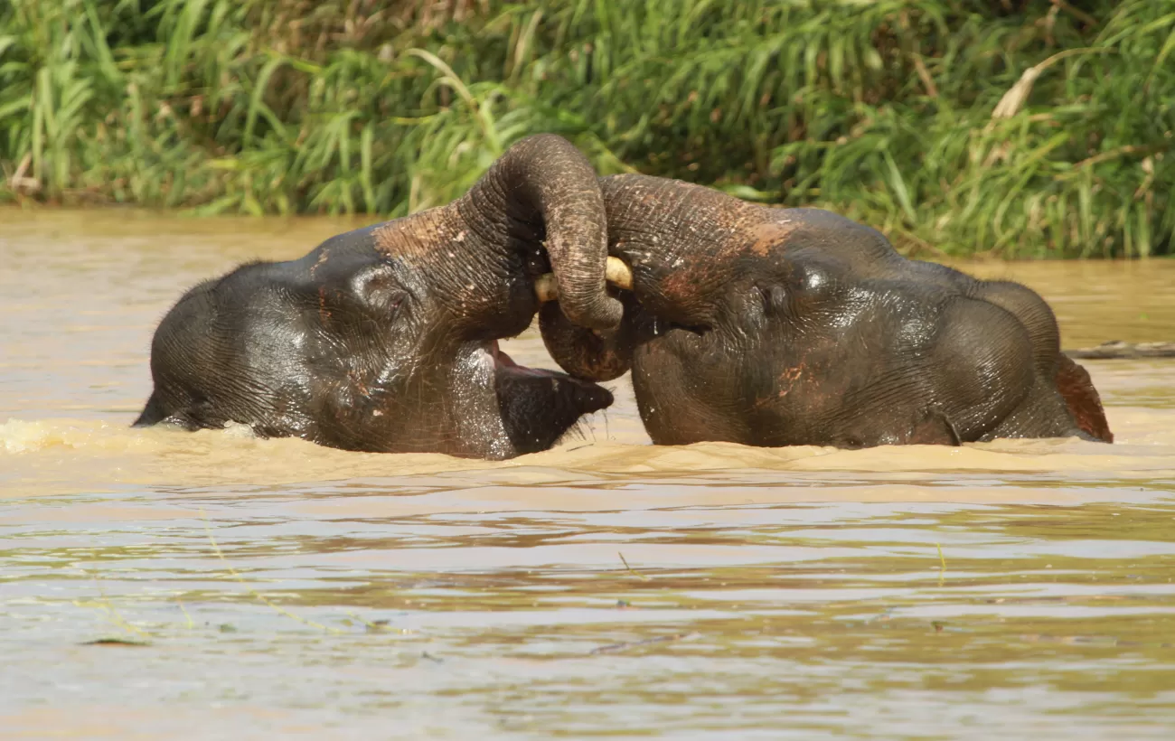 Kinabatangan River
