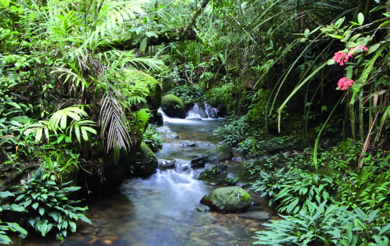 Rainforest Kinabalu National Park