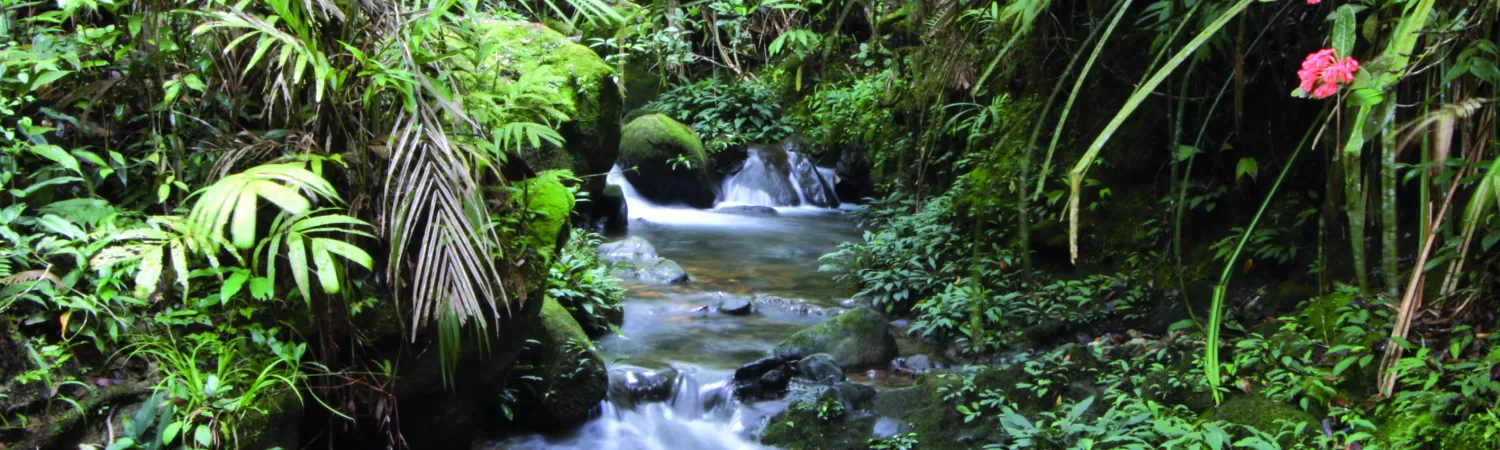 Rainforest Kinabalu National Park