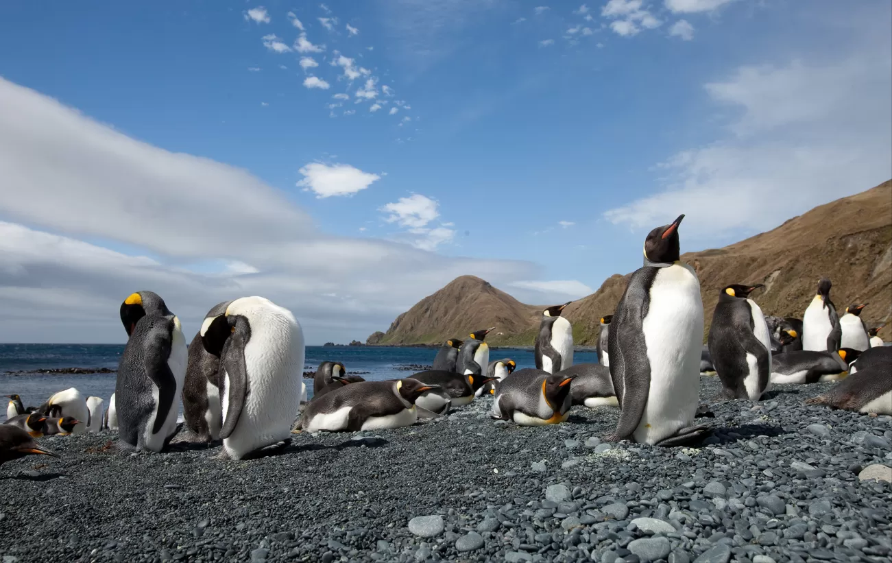 King penguins, Macquarie Island