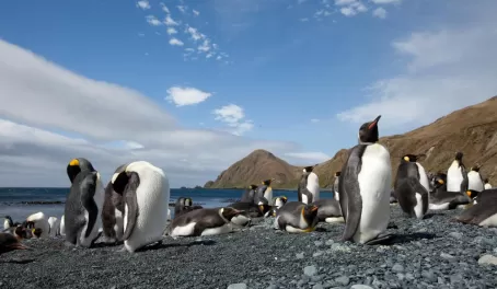 King penguins, Macquarie Island