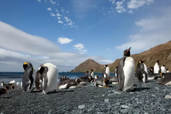 King penguins, Macquarie Island