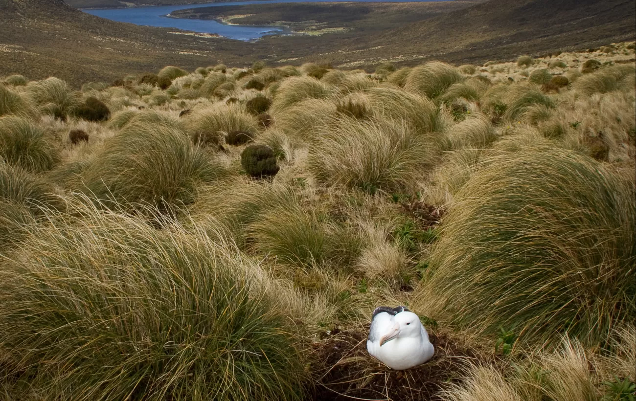 Wandering albatross, Enderby Island