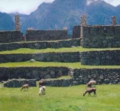 Grazing at Machu Picchu