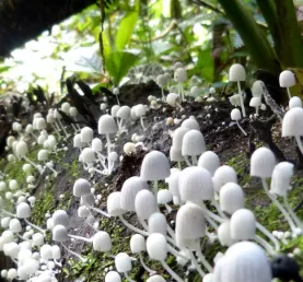 Mushrooms of the Amazon