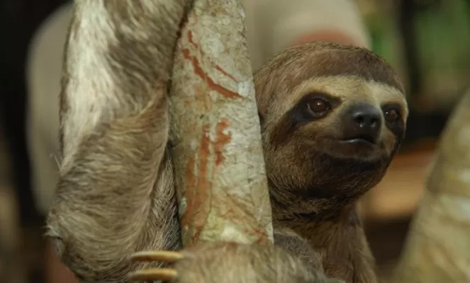 Amazonian three-toed sloth