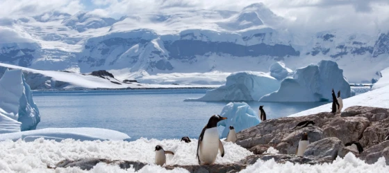See the beautiful wildlife in Antarctica.