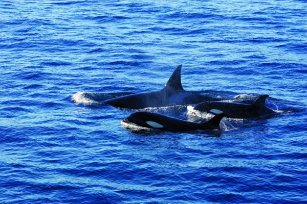 Killer whales.