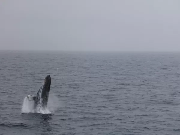 Whale Breaching