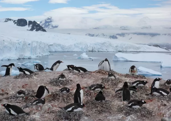 Penguin Hangout