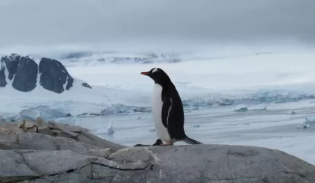 Penguin on top of the bottom of the world