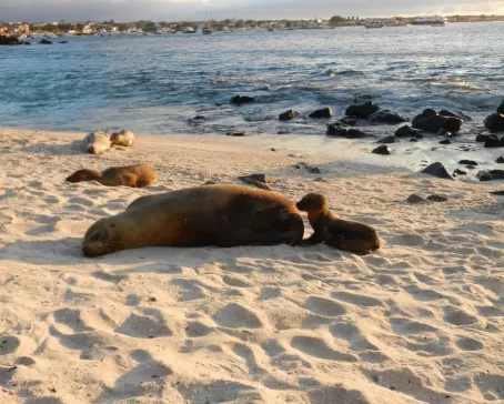 sea lions on the beach at San Cristobal