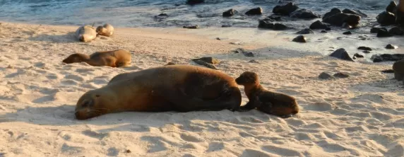 sea lions on the beach at San Cristobal
