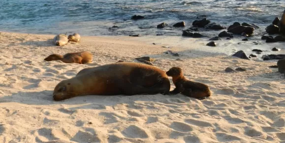 sea lions on the beach at San Cristobal