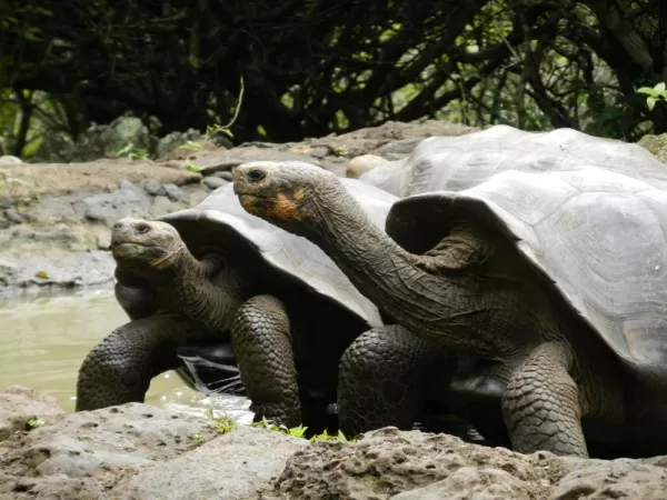 Giant Tortoises in Galapagos