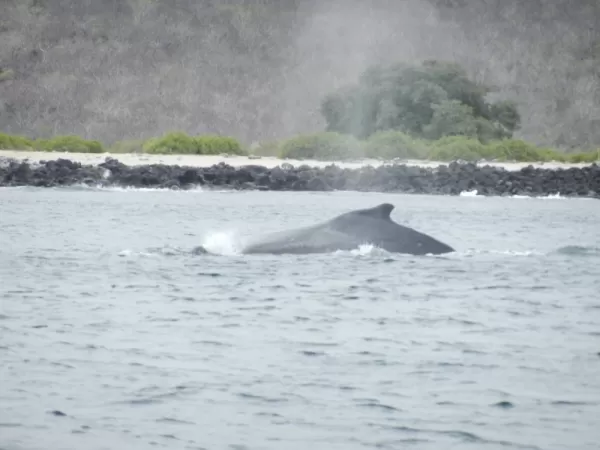 Humpback whales in Galapagos
