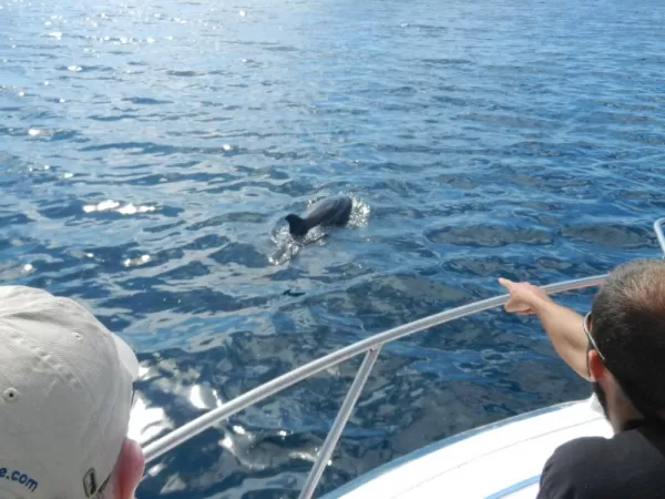 A dolphin playing alongside the boat in the Galapagos