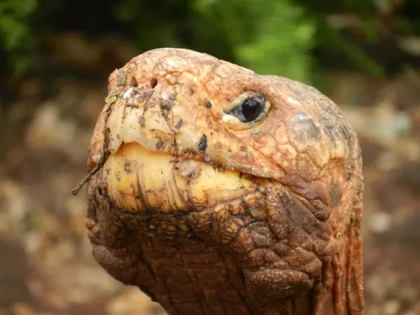 Experience the wildlife of the Galapagos
