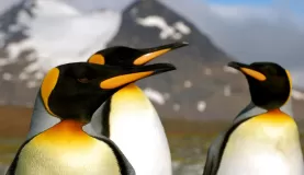 A group of King penguins.