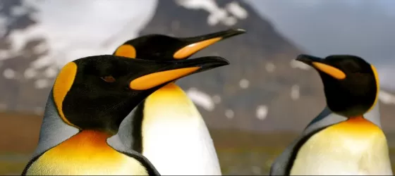 A group of King penguins.