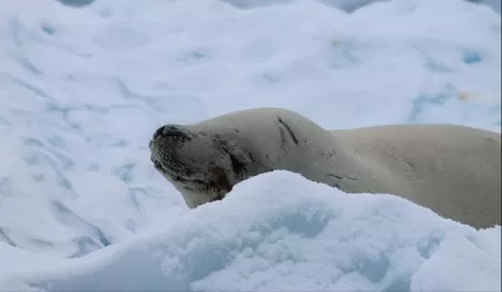 Seal Dreaming