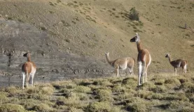 View of the wildlife in Torres del Paine