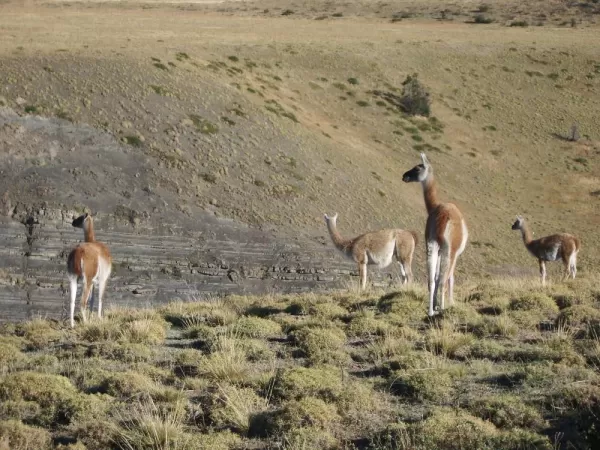 View of the wildlife in Torres del Paine