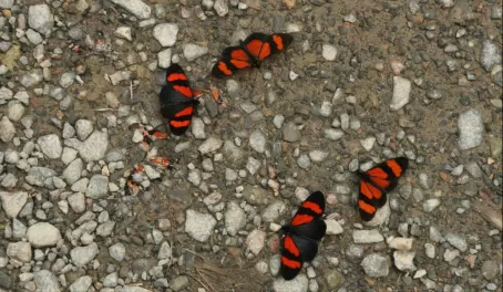 Beautiful butterflies in the Manu border zone