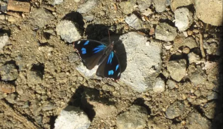 Another beautiful butterfly in Manu