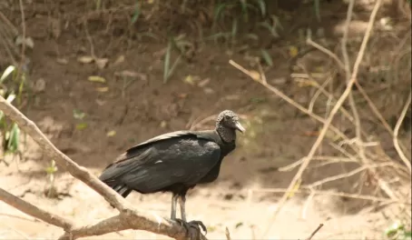 Vulture in Manu