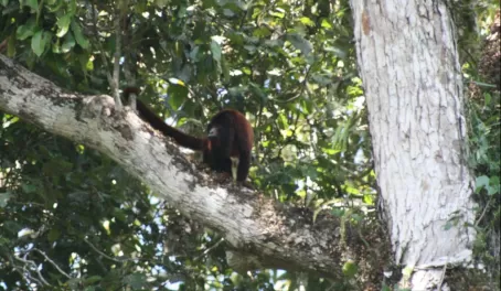 Howler monkey in Manu