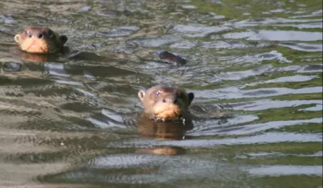 We saw a whole family of giant river otters in Manu
