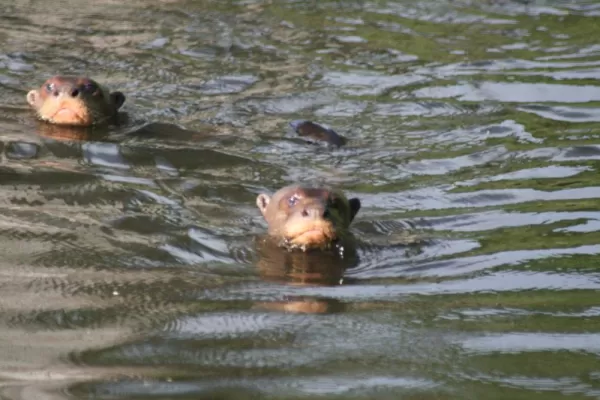 We saw a whole family of giant river otters in Manu