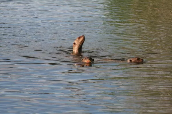 Giant river otters in Manu!