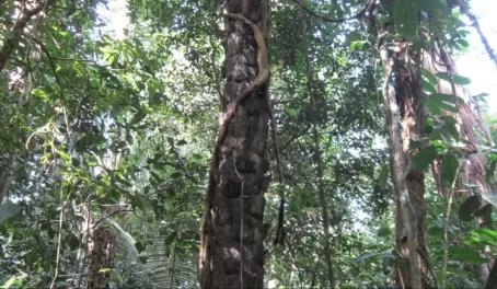 Cool trees in Manu at Cocha Otorongo