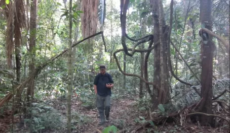 Jungle trail to Cocha Otorongo in Manu