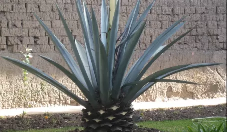 Pineapple plant?