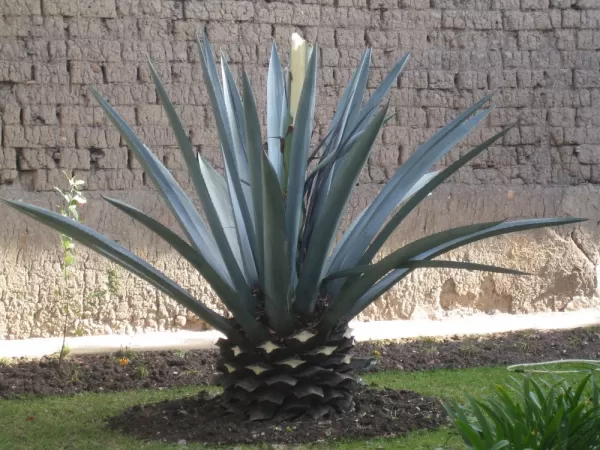 Pineapple plant?