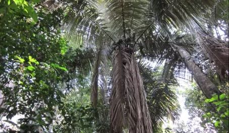 Giant fern trees at Cocha Otorongo in Manu