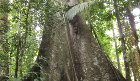 Giant tree in the jungle!