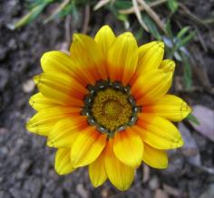 Flowers of Ecuador