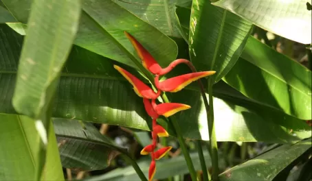Beautiful plants at Manu Wildlife Center