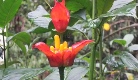 Beautiful plants at Manu Wildlife Center