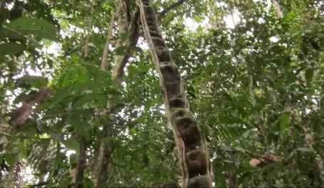 Monkey ladder