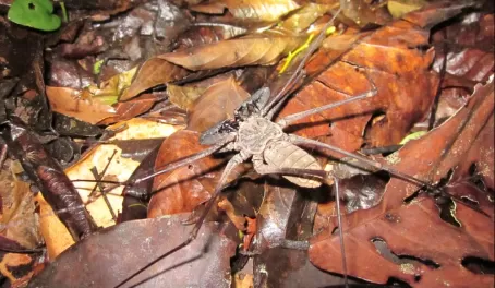 Scorpion spider at Manu- it was huge!