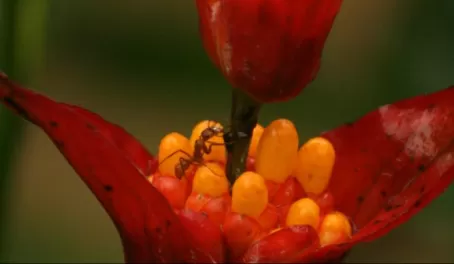 Tiny ant on a beautiful flower at Manu Wildlife Center